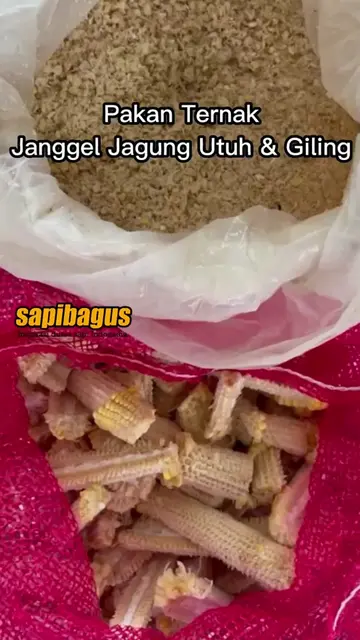 Pakan-Ternak-Janggel-Jagung-Utuh-Dan-Giling
